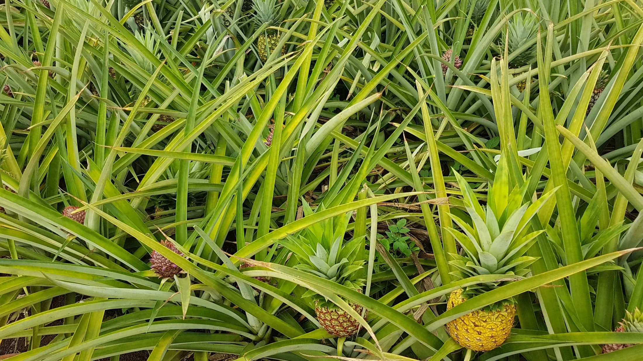 Del Monte pineapple field at Camp Philips in Manolo Fortich