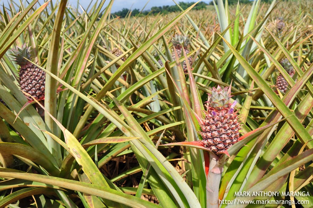 Ripening pineapples among dense rows of plants at Camp Phillips in Manolo Fortich